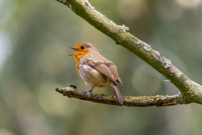 野生知更鸟站在树枝上图片